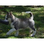 Jody is a grey and white male Siberian husky puppy